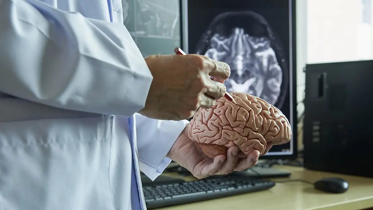 Як збільшення мозку вплине на інтелект та здоров'я людей у майбутньому