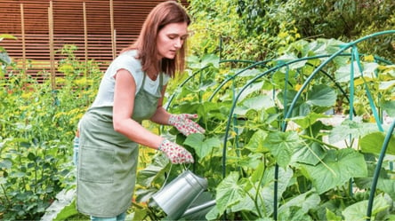 Якою водою поливати огірки, щоб не втратити врожай — важлива порада дачникам - 285x160