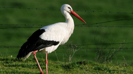 У Чорнобилі помітили перших лелек, що повернулися після зимівлі - 290x160