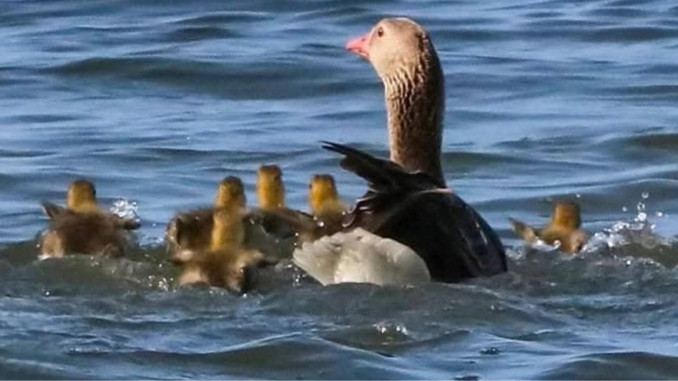 На Одещині з'явился перші пташенята рідкісних пернатих