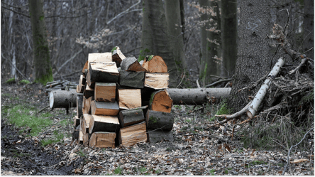 Древесина без документов — какой штраф грозит покупателям дров - 285x160