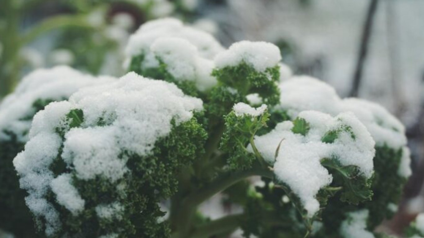 Холодостійка капуста продовжує рости попри морози.