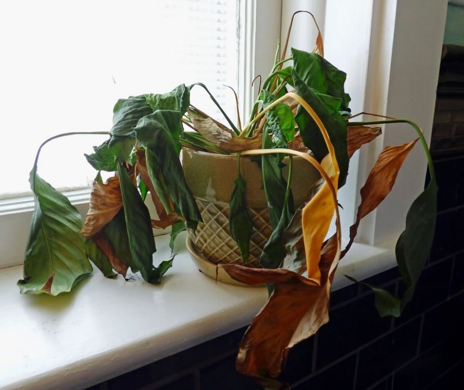 Як оживити улюблену кімнатну рослину, якщо вона засохла — прості лайфхаки - фото 1