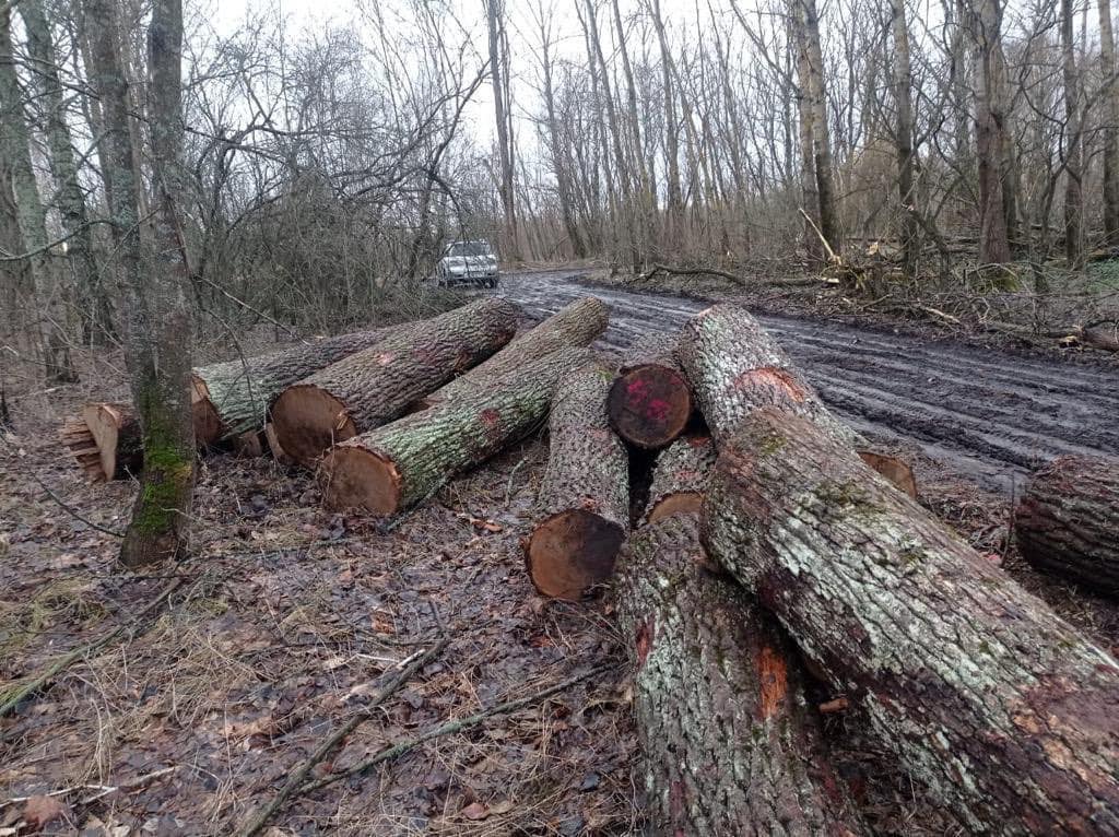 чернобыльский лес