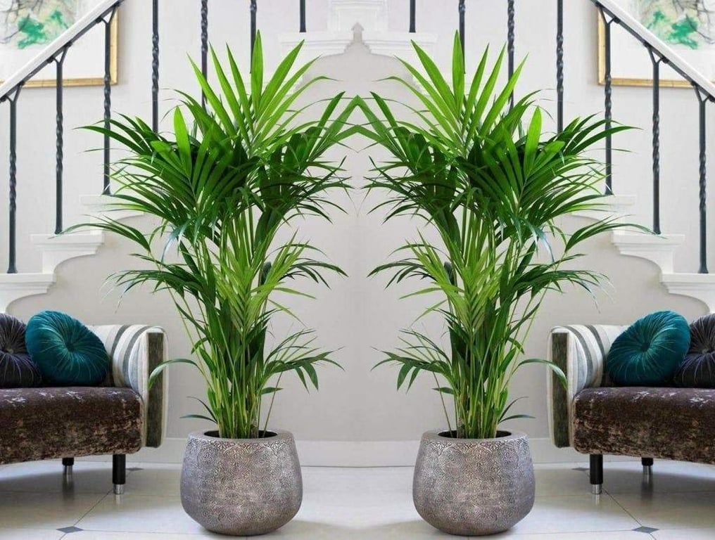 Две комнатные пальмы в горшках