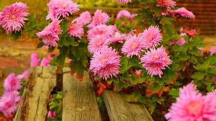 Як виростити айстри, які цвітуть безперервно два місяці - 285x160