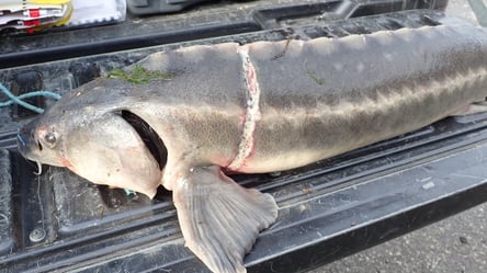 Одеса серед центрів незаконної торгівлі та браконьєрства — звіт WWF - 290x166