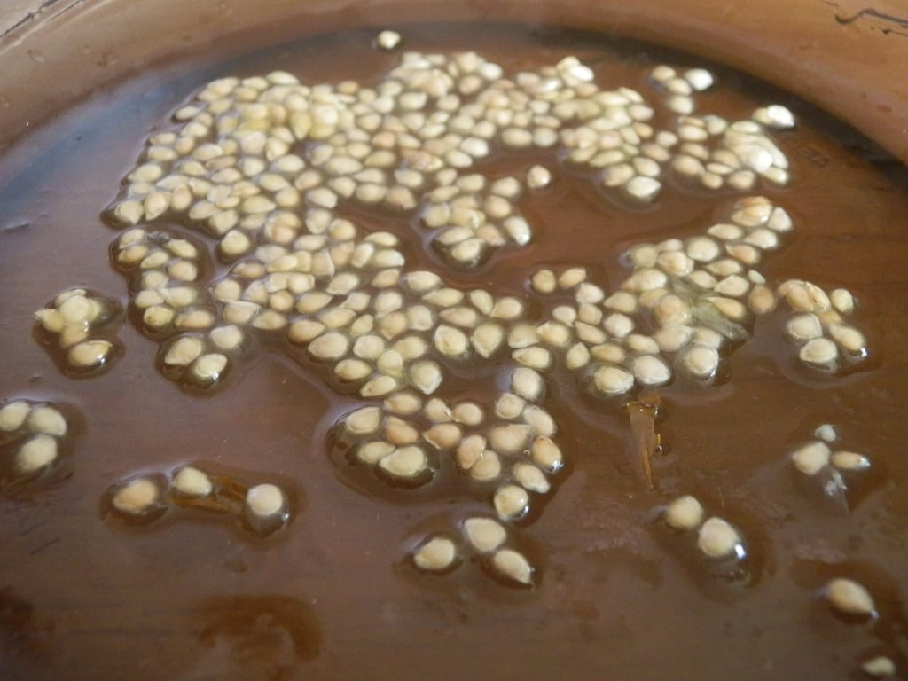 Насіння помідорів у воді.