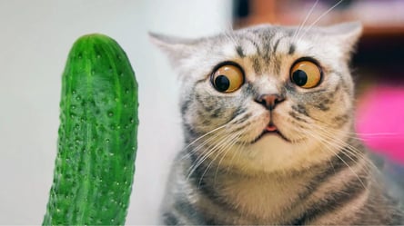 Вчені розкрили загадку, чому коти бояться огірків — пояснення та курйозні відео - 285x160