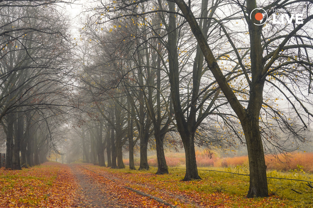 Затишний київський парк