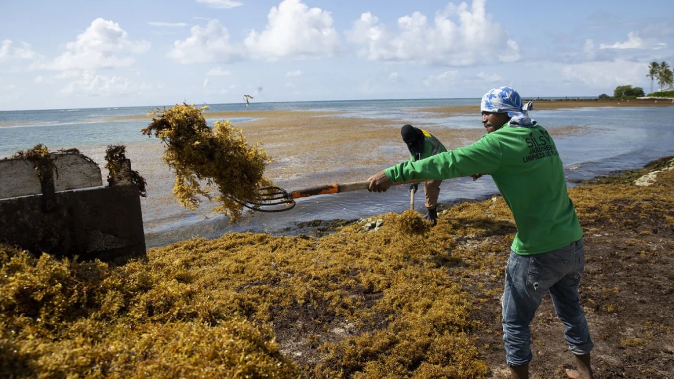 ​​На США надвигается гигантское пятно водорослей: во Флориде говорят о катастрофе