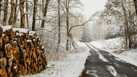 Сухостій на узбіччі дороги — чи можна рубати на дрова у 2026 році - 285x160