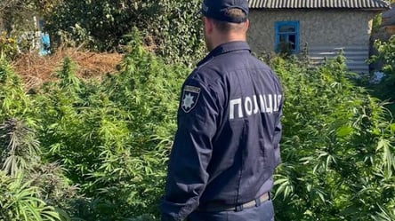 Выращивал коноплю на заброшенном участке — в Одесской области задержали наркоторговца - 285x160