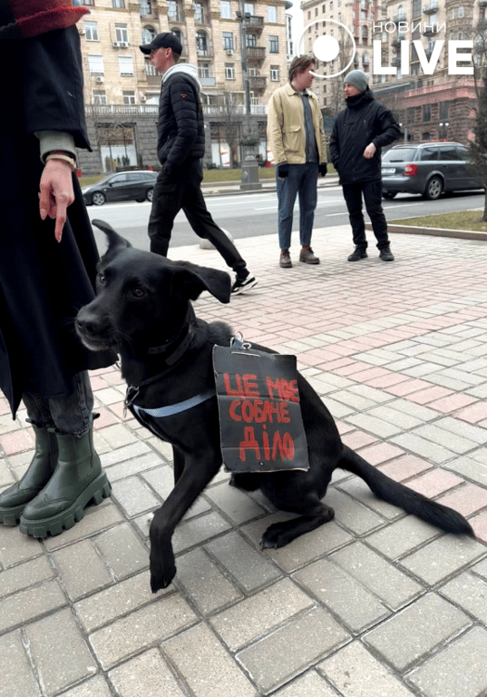 Собака с табличкой на протесте