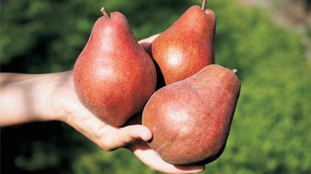 Посади и не пожалеешь — шесть лучших сортов груш для дачи - 290x160