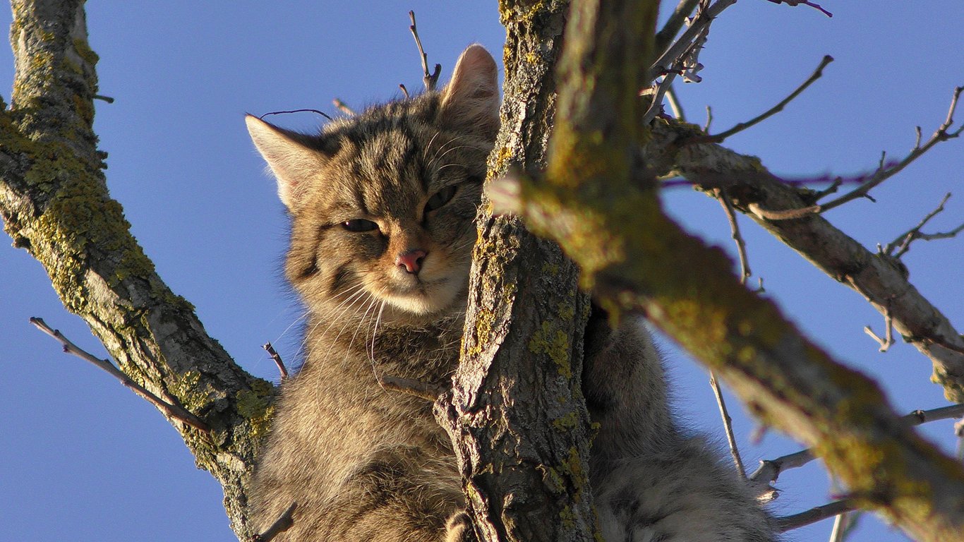 На Одещині зустріли рідкісного лісового кота