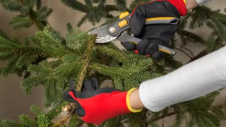 Без цього ялинка швидко осиплеться — навіщо її обрізати - 285x160