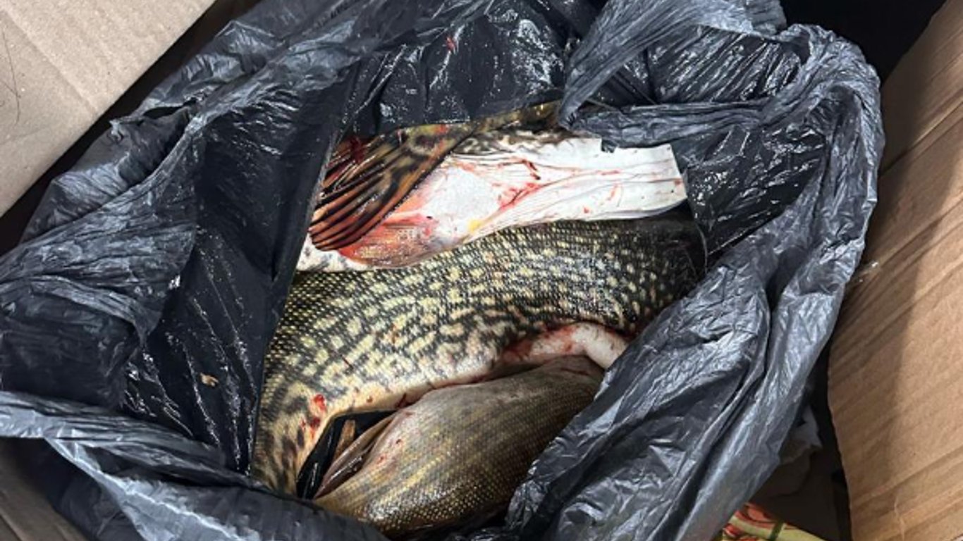 Не ТЦК, а інспекція — в Одеському автобусі виявили 40 кг риби