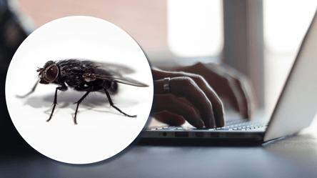 Вчені створили першу в світі цифрову модель мозку мухи — відео - 285x160