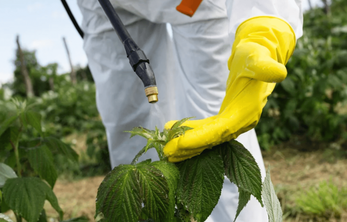 Обработка малины