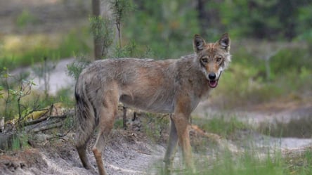 Будни волков в Чернобыле — как выглядят и что едят хищники - 285x160