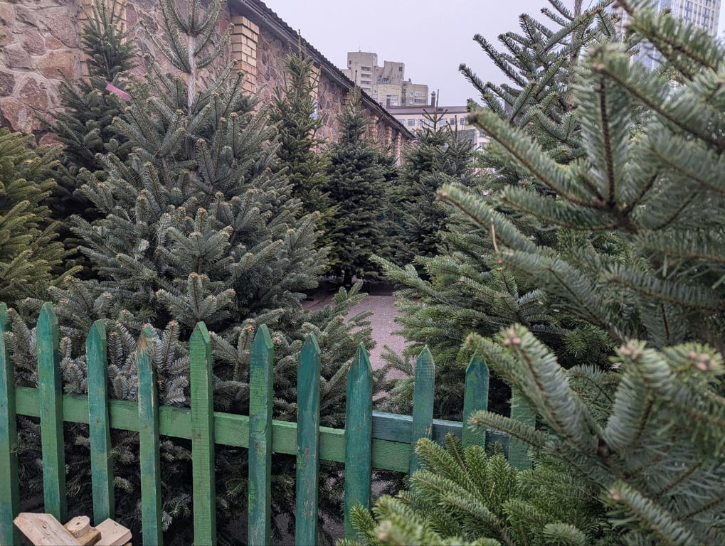 Цены на елки