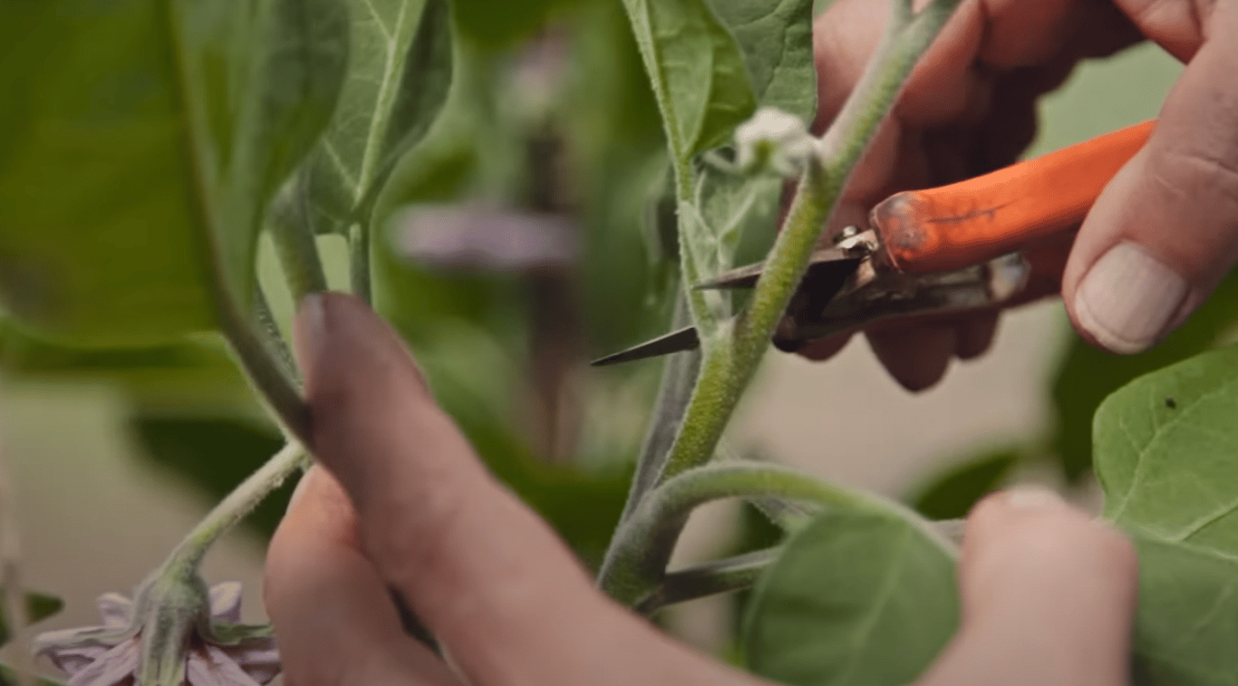 Куст баклажанов