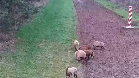 Польські прикордонники піднялися за тривогою через овець — що сталося - 285x160