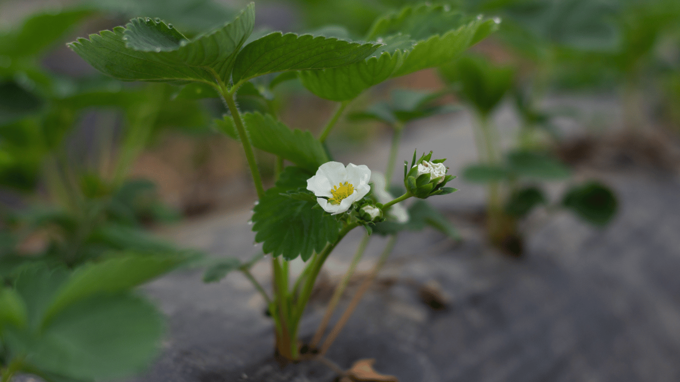 Полуниця на грядці.