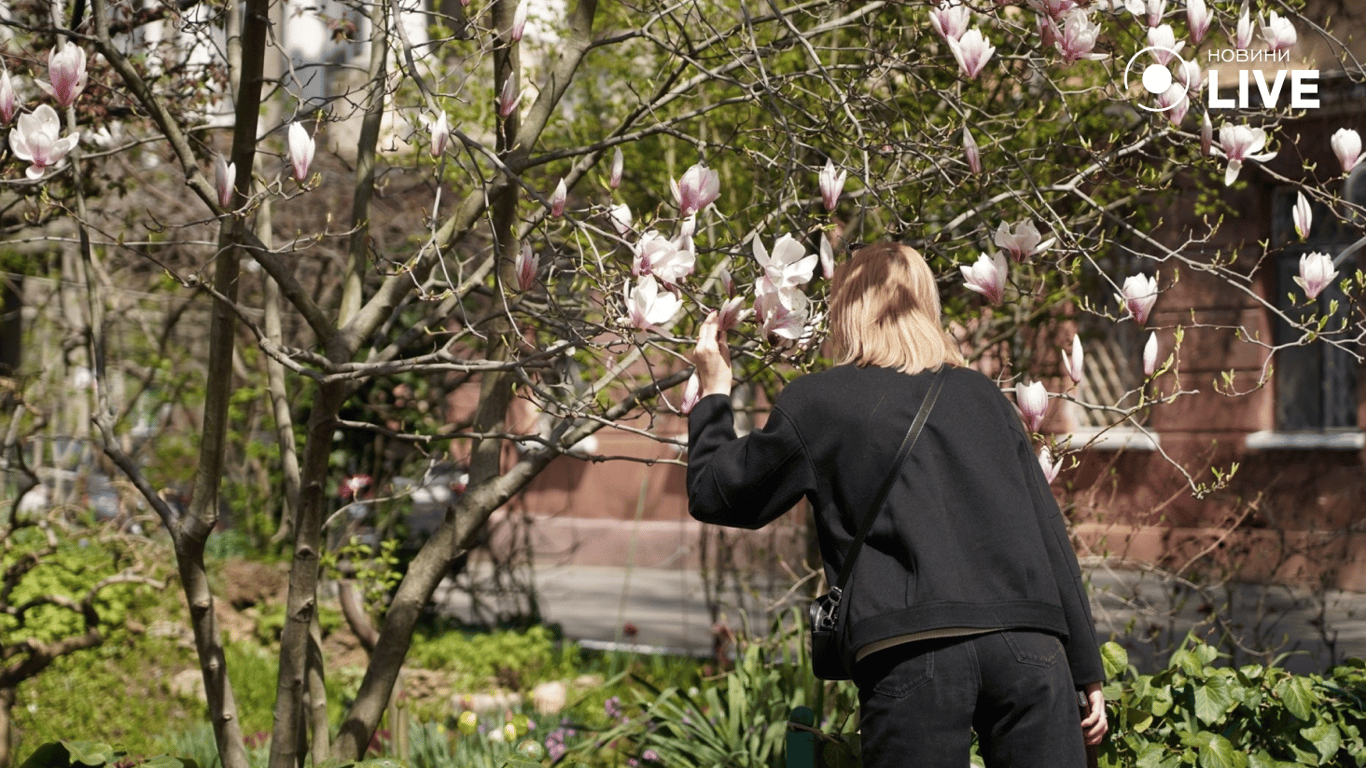 Цвітіння магнолії в Одесі