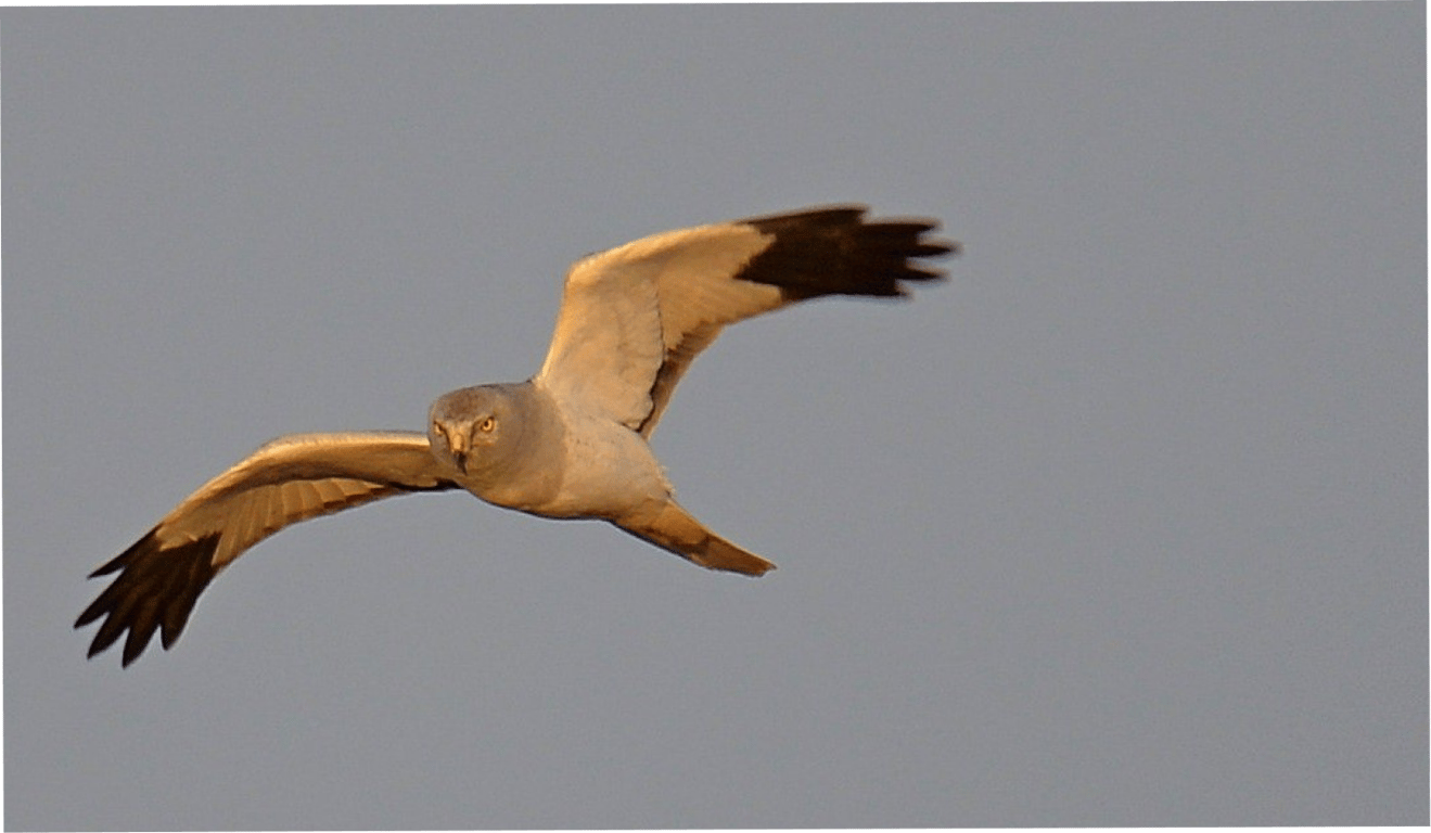 Лунь полевой в Чернобыле.