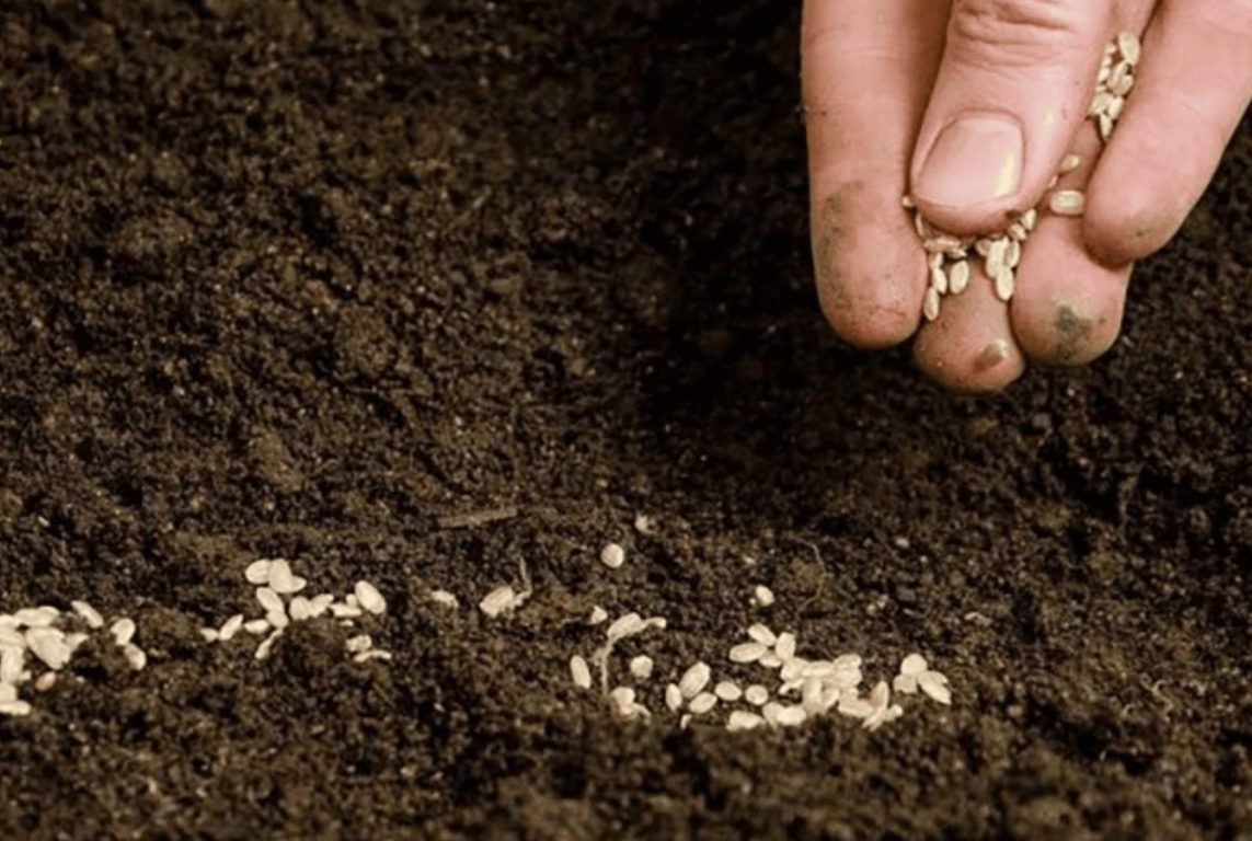 Человек, сеющий семена редиса в почву