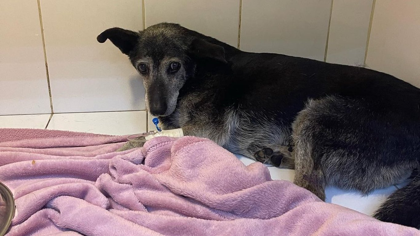 Собака, которую переехала Mercedes в Одессе, должна снова лечь на операционный стол: подробности