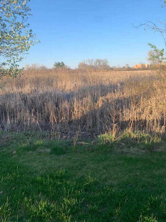 Головоломка лише для гострозорих слідопитів — знайдіть кролика серед контрасту трав - фото 1