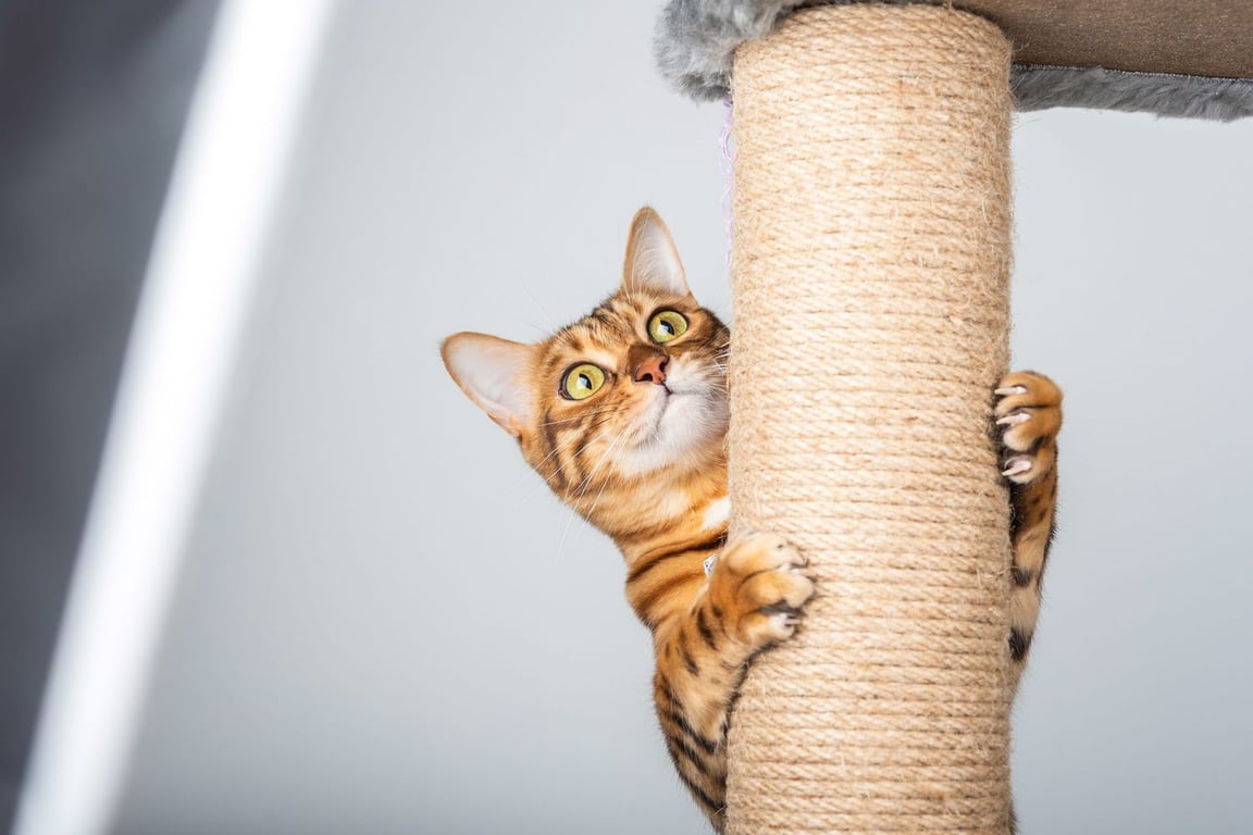 Как отучить кота драть мебель и обои