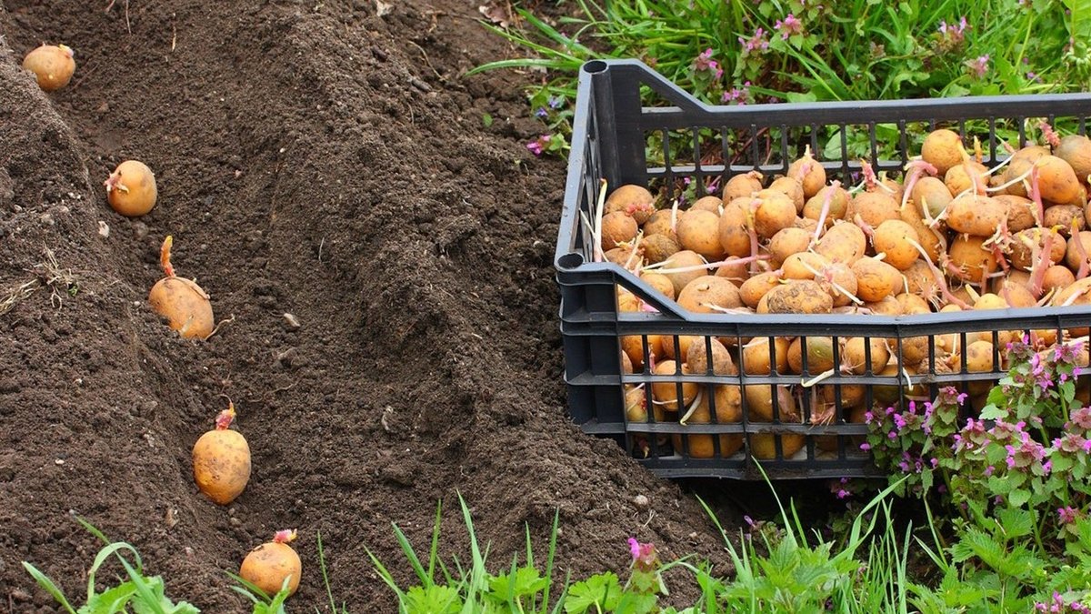 Для чого потрібна обробка картоплі перед посадкою