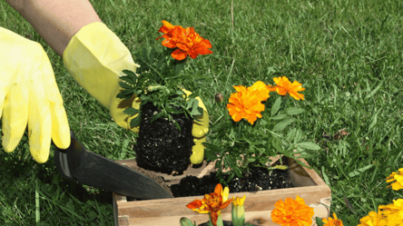 Бархатцы в 2026 зацветут рано — когда сеять рассаду - 285x160