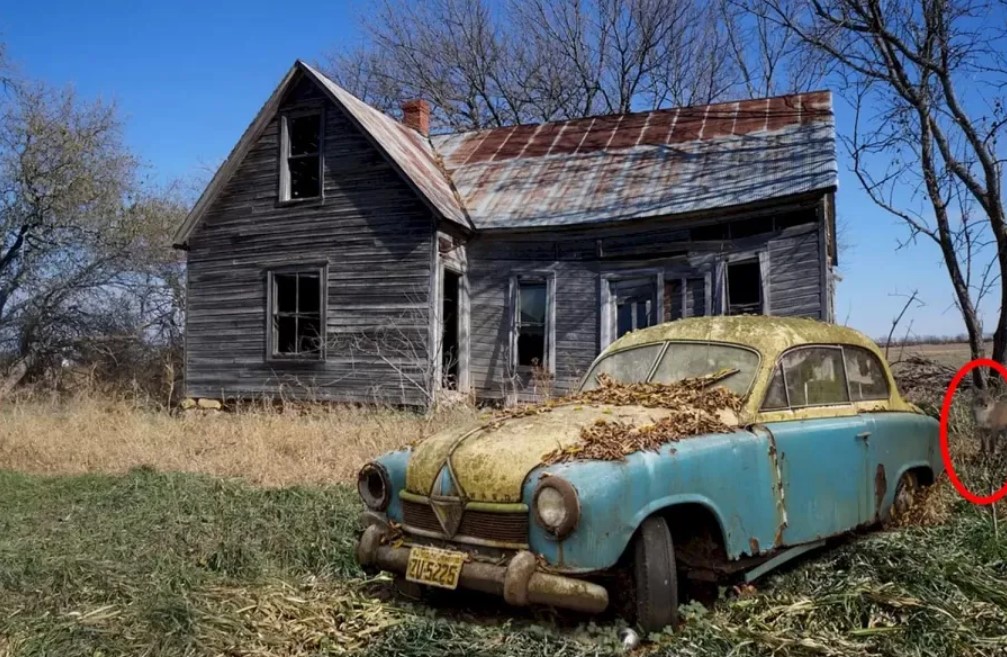 Хитра лисиця навіть не ховається — 98% не змогли знайти тваринку на фото - фото 2