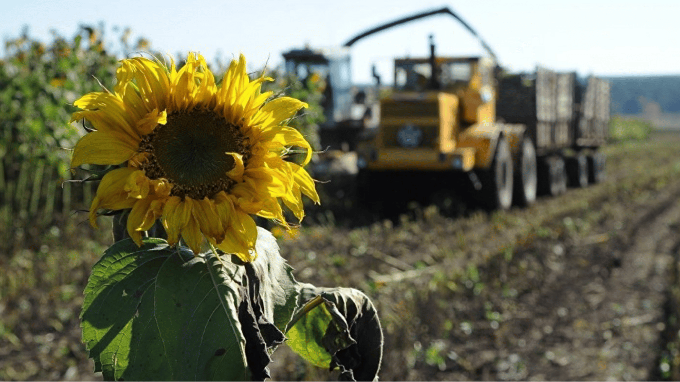 Ціни на зернові станом на 24 травня 2024 року — скільки коштує соняшник в Україні
