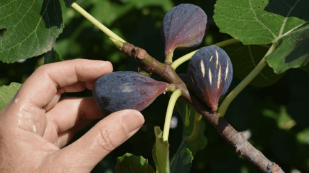 Виростіть екзотичний фрукт найсмачнішим — як правильно доглядати інжир в саду - 285x160