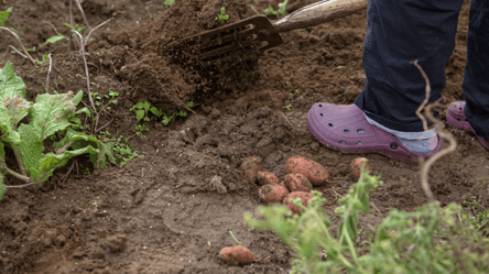 У які дні серпня не можна копати картоплю — прикмети та поради - 285x160