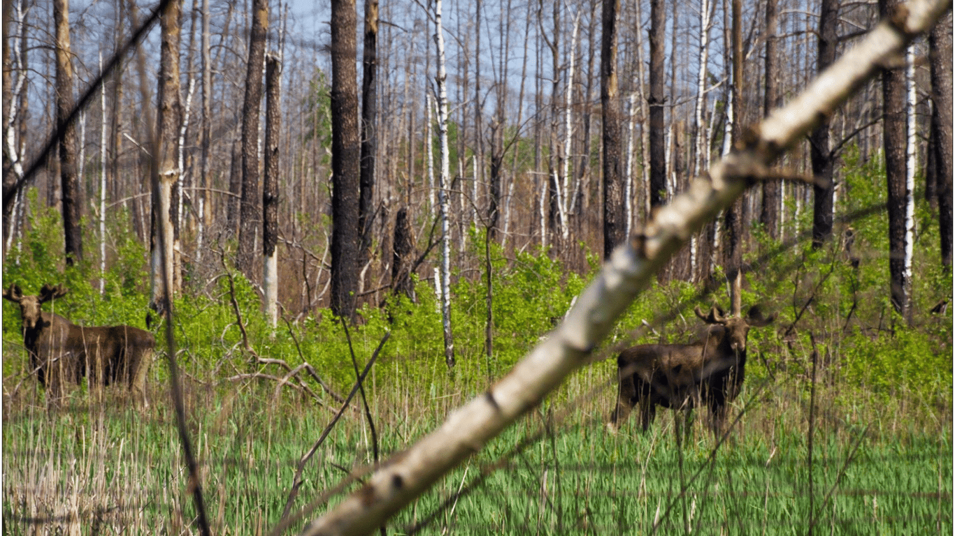 У Чорнобильському заповіднику помітили лосів-близнюків: фото