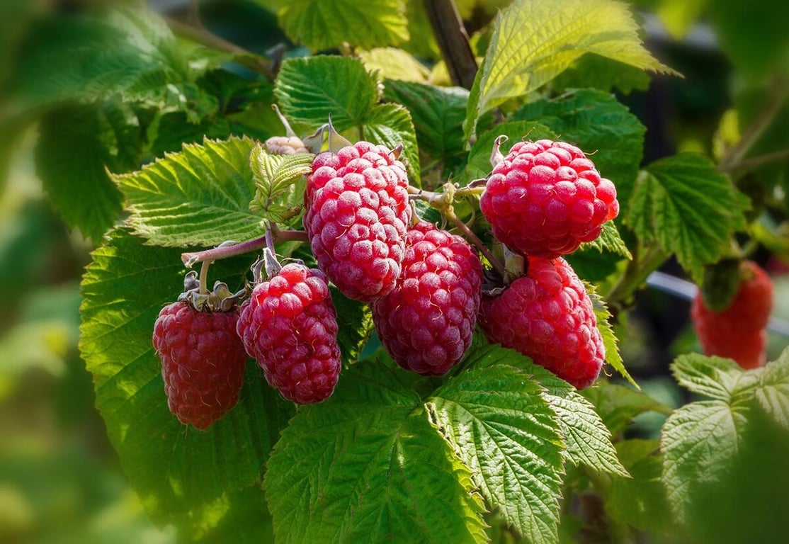 Raspberry