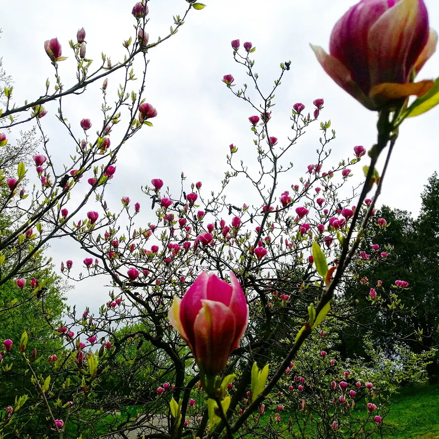 Сад магнолій у Києві – ціна за квиток у ботанічний сад імені Гришка - фото 2