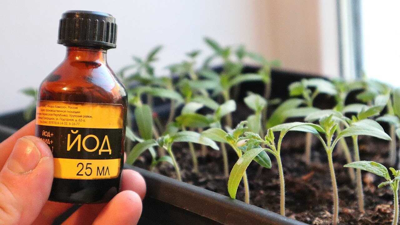 Чим підживити розсаду для швидкого росту — йод