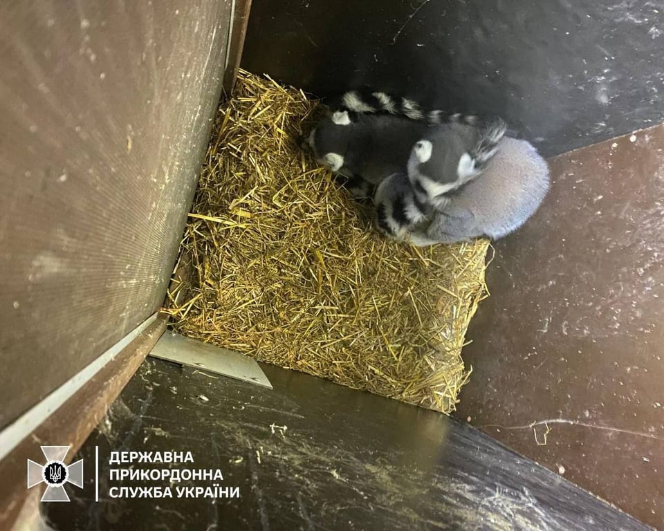 Спроба незаконного перевезення екзотичних тварин: поляка зупинили на кордоні