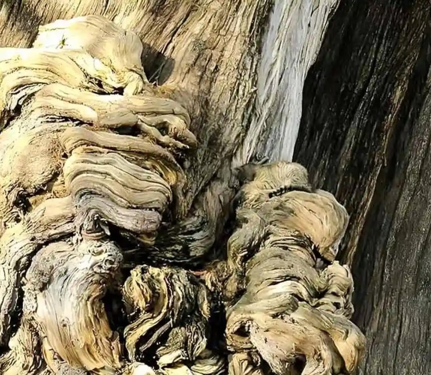 Только люди с высоким IQ найдут спящего котика на сухом дереве за восемь секунд - фото 1