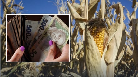 Кукурудза дорожчає через неспокій на експортному ринку — що з цінами - 285x160