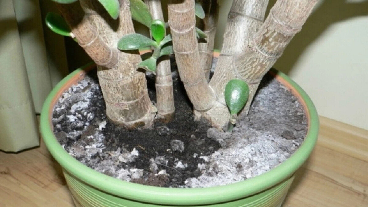 Плесень на земле.