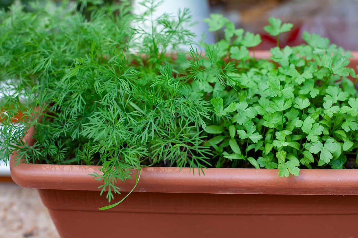 Как сеять укроп и петрушку дома